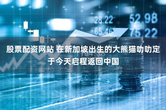 股票配资网站 在新加坡出生的大熊猫叻叻定于今天启程返回中国